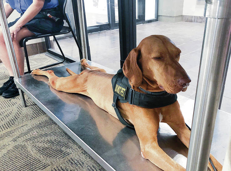 COURTESY TSA
                                The Transportation Security Administration (TSA) announced that Kajla, an explosive detection canine who works at Daniel K. Inouye International Airport (HNL) in Honolulu has been voted the winner of the 2020 TSA’s Cutest Canine Contest.