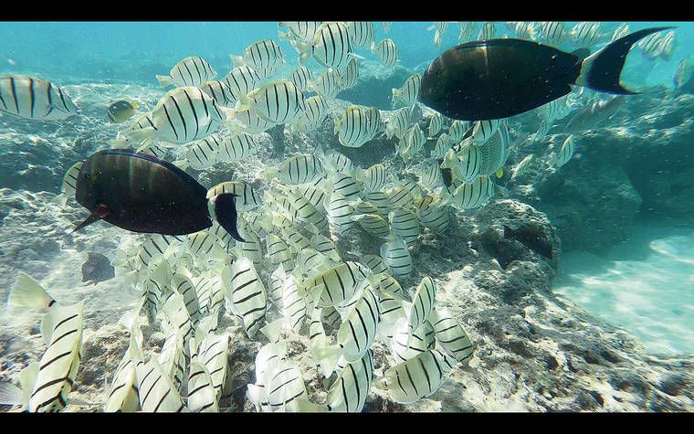 COURTESY HAWAII INSTITUTE OF MARINE BIOLOGY
                                Researchers filmed behavior of fish, including herbivorous manini (Achilles Tang) and uhu (parrotfish) that keep coral healthy by grazing algae.