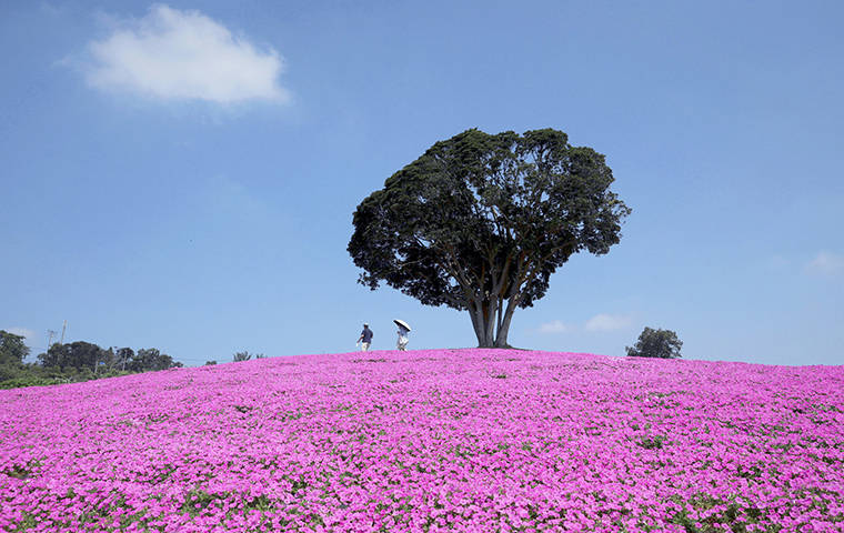 THE YOMIURI SHIMBUN
                                <strong>PICTURESQUE PORTRAIT:</strong> Momoiro toiki petunias are seen in this standalone photo in full bloom under the summer sky at Mother Farm in Futtsu, Chiba Prefecture, Japan.