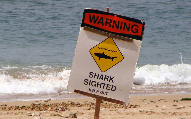 sharks-spotted-again-off-kaimana-beach-in-waikiki-honolulu-star