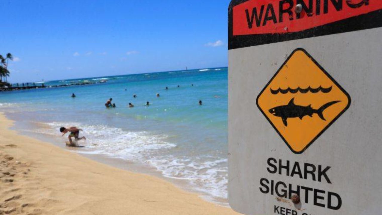 Shark warning signs go up again at Kaimana Beach in Waikiki | Honolulu Star-Advertiser