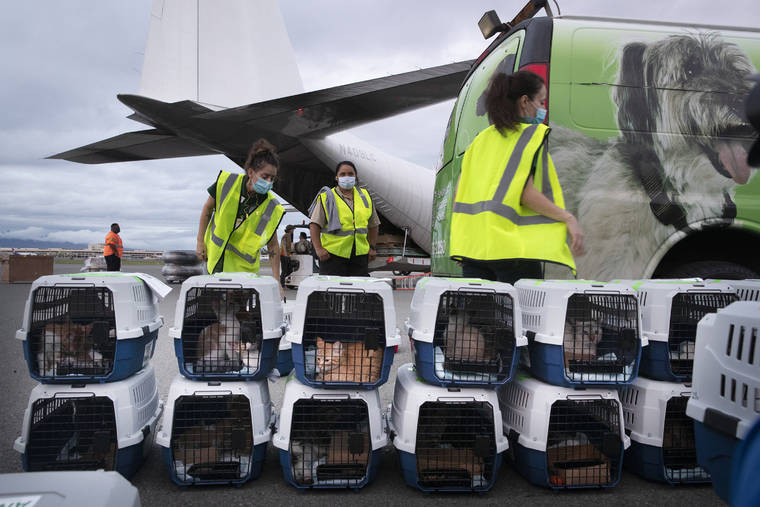 GEORGE F. LEE / GLEE@STARADVERTISER.COM\
                                Hawaiian Humane Society admissions manager Jenny Lemaster, left, and foster care manager Michelle Garcia made their last welfare checks of the animals on the tarmac.