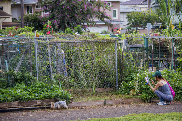 STAR-ADVERTISER FILE
                                Most of the city’s 10 existing community gardens, including this one in Makiki, are in urban Honolulu even though there’s just as great a need for them in the West Oahu communities she represents, City Councilwoman Kym Pine said.