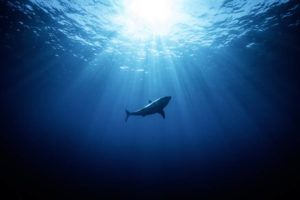 JAMM AQUINO / OCT. 30, 2018
                                A great white shark is silhouetted while swimming off Mexico’s Guadalupe Island in 2018.