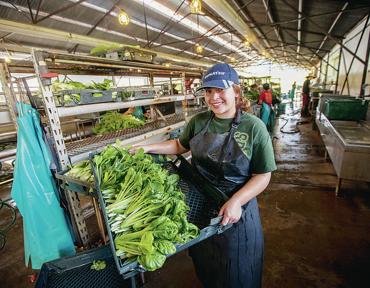 STAR-ADVERTISER / 2019
                                Above, Olivia Quismondo shows a tray of tatsoi that she just washed in a processing shed at MA‘O Organic Farms. She was participating in the MA‘O Youth Leadership training program and pursuing an associate degree at Leeward Community College.