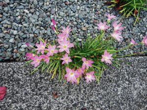 COURTESY HEIDI BORNHORST
                                Pink rain lilies