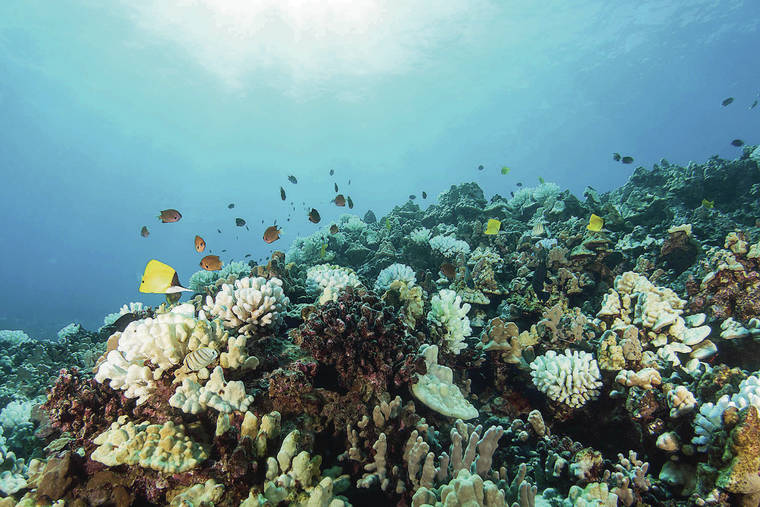 Hawaii’s coral reefs in fair shape but declining, report finds ...