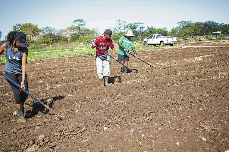 COURTESY MA‘O ORGANIC FARMS
                                MA‘O Organic Farms interns prepare a field in Lualualei Valley. Left to right are Mapuana Hardy-Kahaleoumi, Troy Weilbacher and Jevin Lopes.