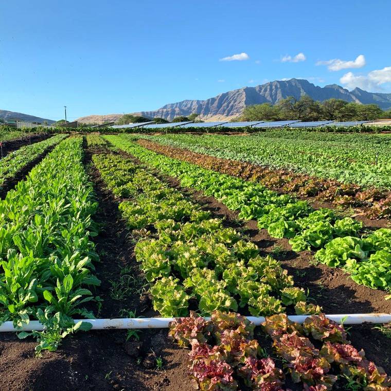 COURTESY MA‘O ORGANIC FARMS
                                Flourishing produce on MA‘O Organic Farms is nurtured by students in the nonprofit’s training program. MA‘O will be expanding its operations, which is projected to result in an increase in its youth training programs.