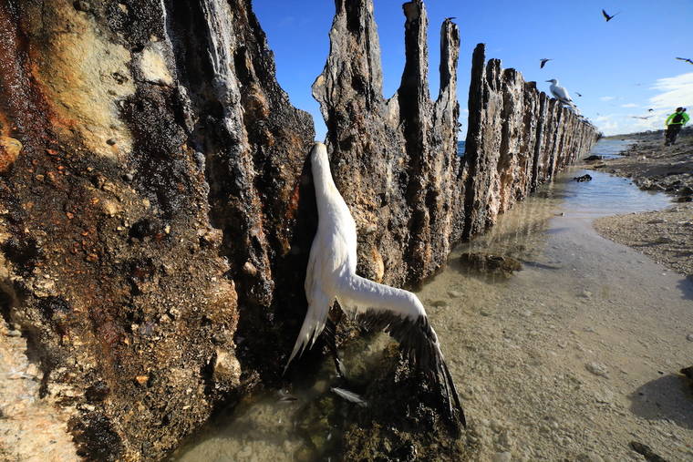 COURTESY PAPAHANAUMOKUAKEA MARINE DEBRIS PROJECT
                                A dead booby (native seabird), shown entrapped by the WWII-era seawall.
