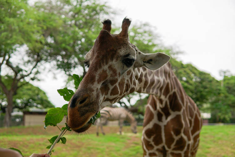 COURTESY HONOLULU ZOO
                                Squirt the giraffe is the Honolulu Zoo’s mayor.