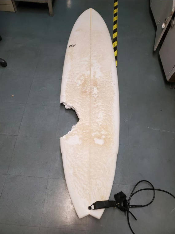 COURTESY HAWAII DLNR
                                A 56-year-old man from Lahaina died Wednesday after being bit by a shark Tuesday morning while surfing in Honolua Bay on Maui. The man was paddling out from the old ramp in the bay, when he was attacked. This photo from the state Department of Land and Natural Resources shows the man’s shark-bitten surf board.