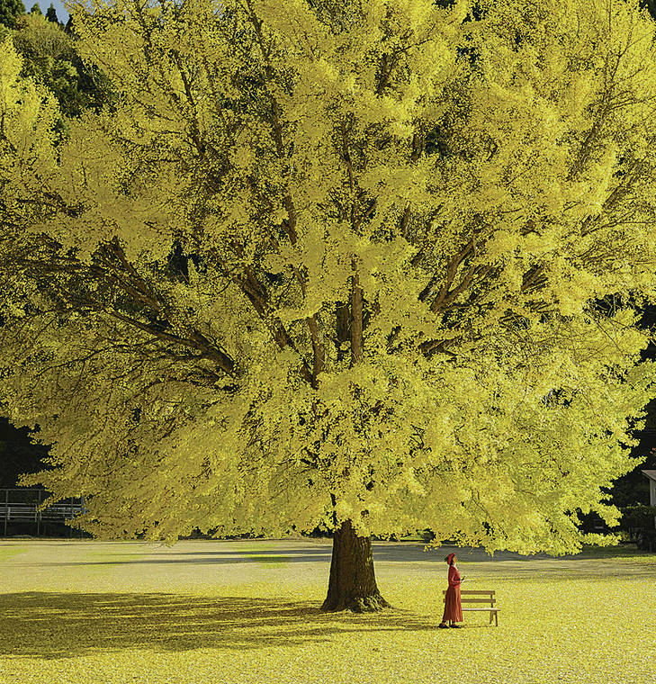 JAPAN NEWS-YOMIURI<strong></strong>
                                <strong></strong><strong>SEASONAL BEAUTY</strong>: A large ginkgo tree on the grounds of the former Hinokami Elementary School in Nichinan, Tottori Prefecture, offers a serene spot for appreciating nature. The tree draws spectators each year because of its dramatic beauty.