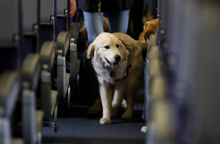 ASSOCIATED PRESS / 2017
                                A service dog strolls through the isle inside a United Airlines plane at Newark Liberty International Airport in Newark, N.J., while taking part in a training exercise. United announced that starting with flights in February it will no longer accept emotional-support animals. It will let trained service dogs fly for free in the cabin, but owners of other animals will have to pay a pet fee to put them in the cargo hold or a carrier that fits under a seat.