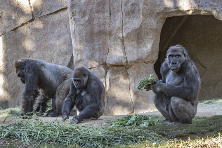 ASSOCIATED PRESS
                                Members of the gorilla troop at the San Diego Zoo Safari Park in Escondido, Calif., are seen in their habitat on Sunday.