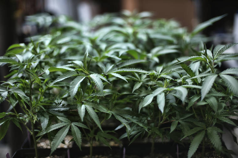 ASSOCIATED PRESS / 2019
                                Marijuana grows at an indoor cannabis farm in Gardena, Calif. Legal sales of recreational marijuana in Arizona started on Friday.