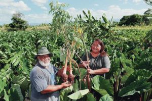 JAMM AQUINO / JAQUINO@STARADVERTISER.COM
                                Ikani Naulu, left, and wife, Mele, hold some of their crops on their farmland in Kunia. Naulu grows taro, cassava, yams, banana, Tongan spinach and breadfruit.