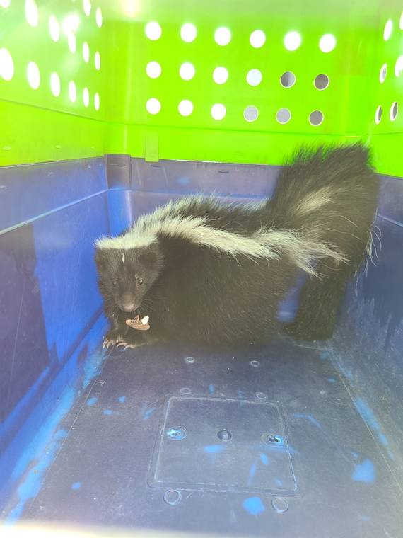 COURTESY DEPARTMENT OF AGRICULTURE
                                A skunk found at Honolulu Harbor.