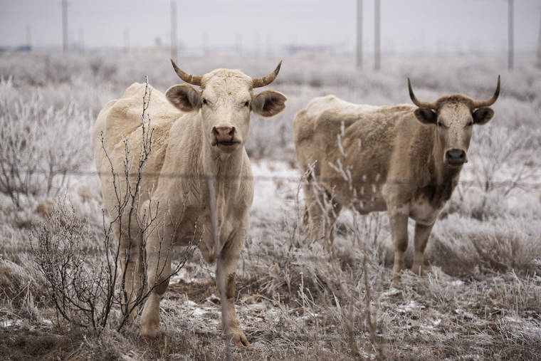 ASSOCIATED PRESS
                                A pair of bulls roam a field as they graze with the rest of their herd on Saturday in Midland, Texas. Subfreezing temperatures are expected in all of Texas, according to the National Weather Service, and snowfall totals of up to 8 inches are forecast in the Dallas area. Up to 2 inches could fall in the Houston area.