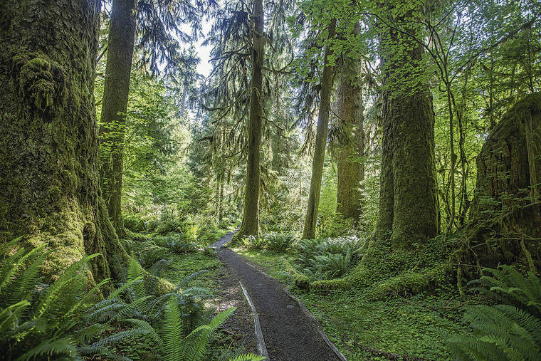 SEATTLE TIMES
                                Some Seattle-area travel destinations, such as the Hoh River Trail in Olympic National Park, have been overwhelmed since the coronavirus pandemic effectively shut down international travel.