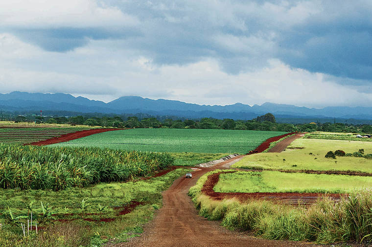 CRAIG T. KOJIMA / 2019
                                On Oahu, about 128,000 acres of land are classified as agricultural. Pictured here is farmland in Wahiawa.
