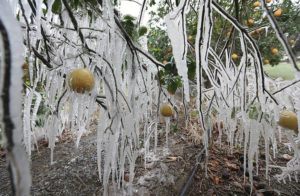 MONITOR / ASSOCIATED PRESS
                                Understanding what the polar vortex is and how it moves helps clarify the current weather crisis in the South. A sprinkler system used to protect citrus trees from freezing damage covers them in icicles in Edinburg, Texas.
