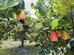 COURTESY LINDA NEUMAN
                                Fruiting cashew trees grow at Neu Mana Hui farm on Kauai.
