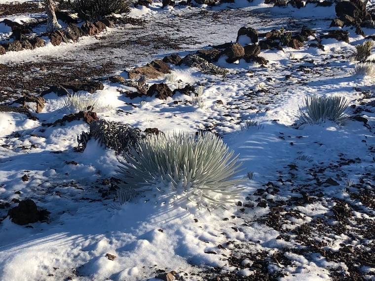 COURTESY NATIONAL PARK SERVICE
                                A Haleakala silversword covered in ice and snow.