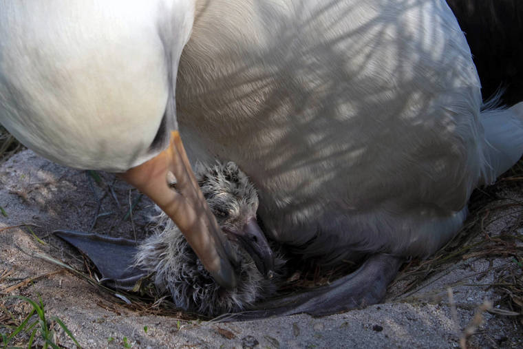 COURTESY JON BRACK/FRIENDS OF MIDWAY ATOLL NATIONAL WILDLIFE REFUGE
                                Wisdom’s newest chick, seen on Feb. 2, shortly after hatching, with its dad, Akeakamai.