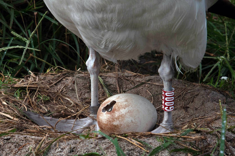 COURTESY JON BRACK/FRIENDS OF MIDWAY ATOLL NATIONAL WILDLIFE REFUGE
                                Wisdom’s chick was seen pipping, Jan. 30. Pipping is when a young bird begins to crack the shell of the egg when hatching. Sometimes the process can take multiple days.