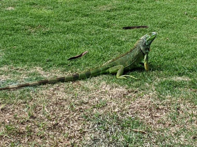 COURTESY DEPT. OF AGRICULTURE
                                “Iguanas are established in Waimanalo,” said Janelle Saneishi, public information officer for the Department of Agriculture. They have also been found in Kahuku, Waianae and Nanakuli.
