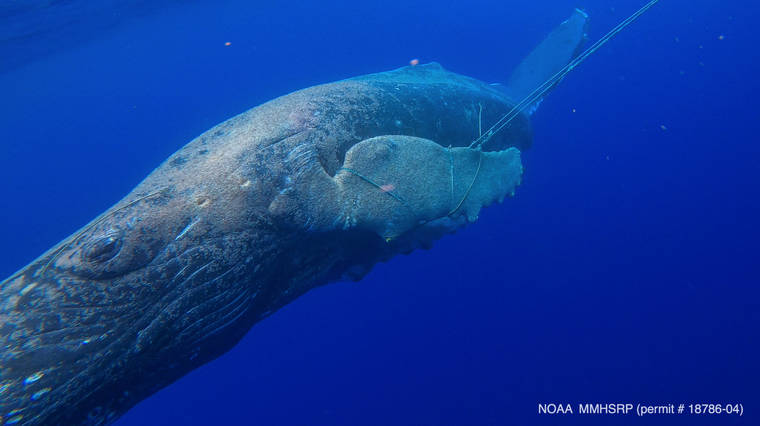 COURTESY NOAA/MMHSRP PERMIT 18786-05
                                An entangled humpback whale is seen in waters off of Lahaina.