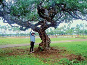 COURTESY HEIDI BORNHORST
                                Arborist Clark Leavitt with the “living-in-the-ground bonsai,” or silver buttonwood tree, at Ala Moana Beach Park.