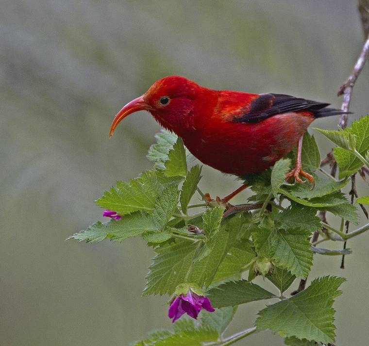 COURTESY DAN CLARK/USFWS
                                The Center for Biological Diversity has filed a lawsuit against the U.S. Fish and Wildlife Service, saying the agency has failed to designate critical habitat and develop a recovery plan for the threatened iiwi, Hawaii’s cherished forest bird.