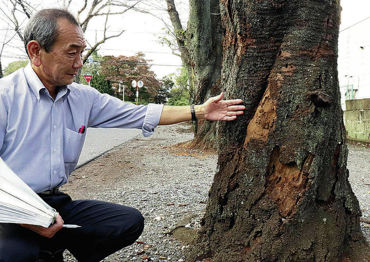 JAPAN NEWS-YOMIURI
                                The trunk of a cherry tree at Tatebayashi High School in Gunma Prefecture is severely damaged by red-necked longhorn beetles, which have killed trees in 11 prefectures.