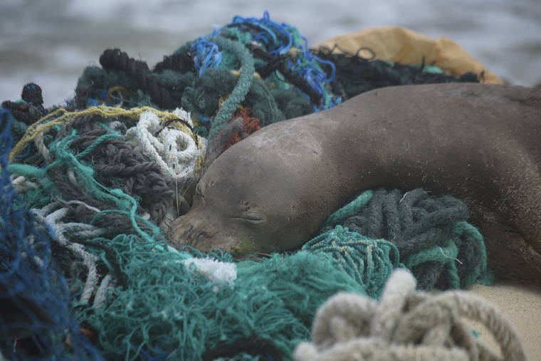 MATTHEW CHAUVIN, PAPAHĀNAUMOKUĀKEA MARINE DEBRIS PROJECT VIA ASSOCIATED PRESS
                                A juvenile Hawaiian monk seal rested on top of a pile of ghost nets, April 5, on the windward shores of Laysan Island in the Northwestern Hawaiian Islands. A crew returned from the remote Northwestern Hawaiian Islands with a boatload of marine plastic and abandoned fishing nets that threaten to entangle endangered Hawaiian monk seals and other marine animals on the tiny, uninhabited beaches stretching for more than 1,300 miles north of Honolulu.