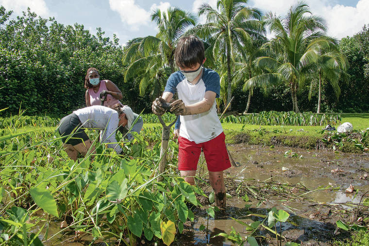 CRAIG T. KOJIMA / CKOJIMA@STARADVERTISER.COM
                                Kualoa Ranch is participating in the Hawai‘i Tourism Authority’s Malama Hawaii volunteer program, which is designed to improve the relationship between Hawaii residents and visitors. Simon Pierwola was hard at work in a taro patch on Friday.