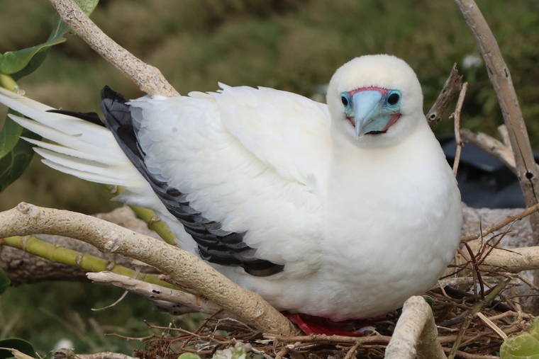 COURTESY DLNR
                                A red-footed booby is seen at Lehua island. State officials say Lehua, a bird sanctuary, is now rat-free after years of eradication efforts.