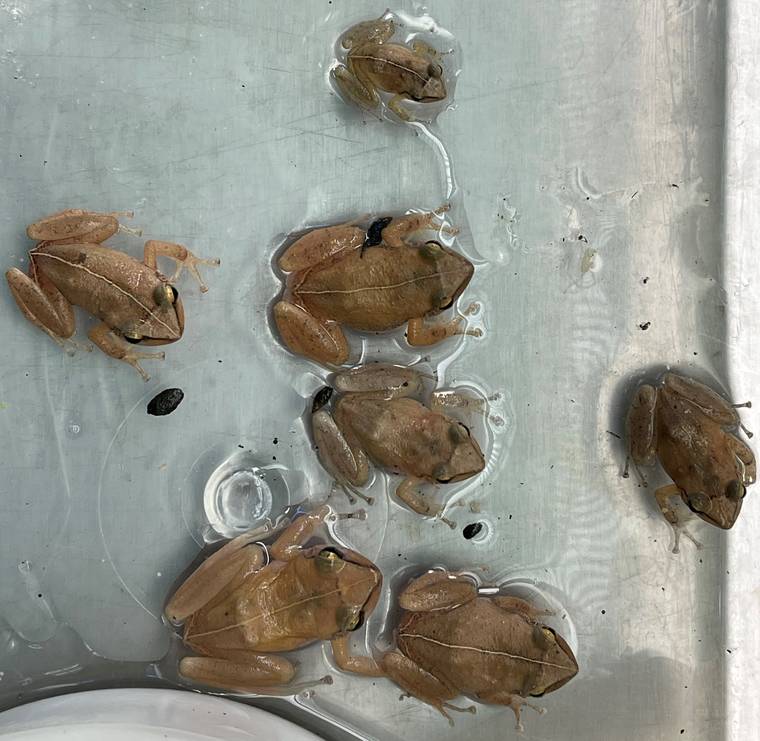 COURTESY DLNR
                                Coqui frogs caught in Waimanalo.