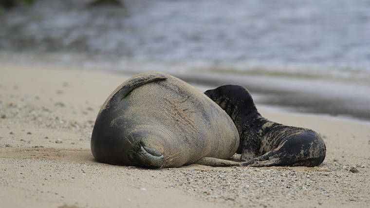 DIANE S. W. LEE / DLEE@STARADVERTISER.COM
                                Hawaiian monk seal RK96, also known as Kaiwi, and her unnamed pup were seen taking a nap at Kaimana Beach in Waikiki on Thursday, May 6.