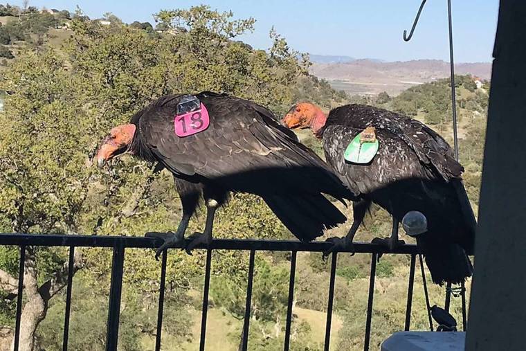CINDA MICKOLS VIA ASSOCIATED PRESS
                                Two California condors rested on Cinda Mickols’ porch railing over the weekend in Tehachapi, Calif. A flock of the rare, endangered birds took over her deck the last few days. About 15 to 20 of the giant endangered birds have recently taken a liking to the house in Tehachapi and have made quite a mess.