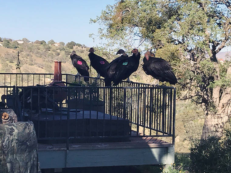 CINDA MICKOLS VIA ASSOCIATED PRESS
                                California condors rested on Cinda Mickols porch as a flock of the rare, endangered birds took over her deck over the weekend in Tehachapi, Calif. About 15 to 20 of the giant endangered birds have recently taken a liking to the house in Tehachapi and have made quite a mess.