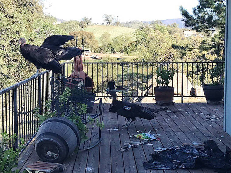 CINDA MICKOLS VIA ASSOCIATED PRESS
                                California condors rested on Cinda Mickols’ porch as a flock of the rare, endangered birds took over her deck over last weekend in Tehachapi, Calif. About 15 to 20 of the giant endangered birds have recently taken a liking to the house in Tehachapi and have made quite a mess.