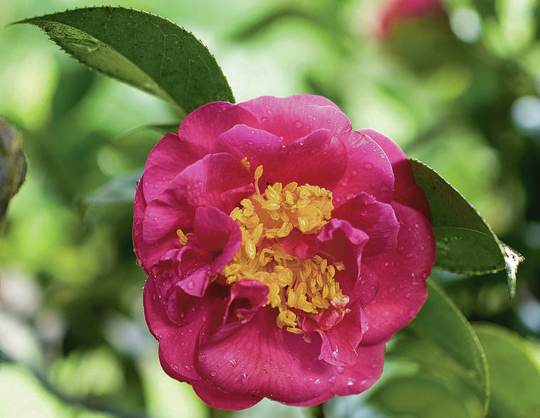 COURTESY JESSE ADAMS
                                Camellia japonica thrives in Hawaii and can be propagated from cuttings.