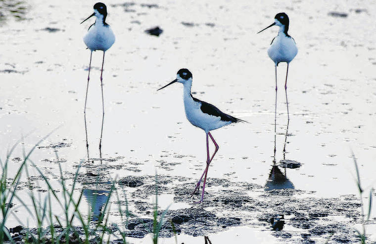 STAR-ADVERTISER FILE
                                A new study indicates that restoring wetland taro fields in certain areas in the state could increase Hawaiian stilt habitat by 171%. The stilts, known as aeo in Hawaiian, are one of four endangered waterbird species found in Kawainui Marsh.