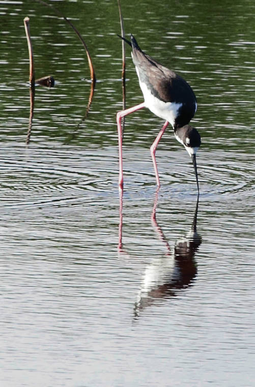 STAR-ADVERTISER FILE
                                A new study indicates that restoring wetland taro fields in certain areas in the state could increase Hawaiian stilt habitat by 171%. The stilts, known as aeo in Hawaiian, are one of four endangered waterbird species found in Kawainui Marsh.