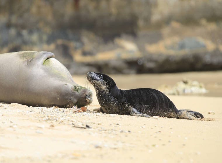 JAMM AQUINO / MAY 7
                                A Hawaiian monk seal pup and its mother at Kaimana Beach in Waikiki.
