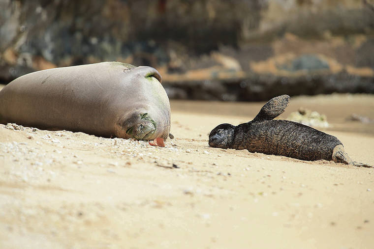 JAMM AQUINO / JAQUINO@STARADVERTISER.COM
                                A Hawaiian monk seal pup seemed to copy the lazy pose of its mother Friday at Kaimana Beach in Waikiki.