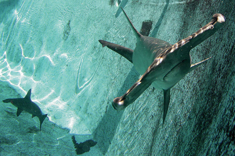 JAMM AQUINO / 2012
                                House Bill 553 would make it a misdemeanor offense to “knowingly capture or entangle any shark, whether alive or dead, or kill any shark. ” Scalloped hammerhead sharks, which are endangered, swim in Sea Life Park’s Shark Trek in Waimanalo.