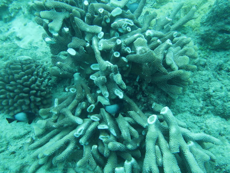 COURTESY DLNR
                                Broken coral found in the wake of a dredging job this month at the Honolulu Harbor entrance channel.